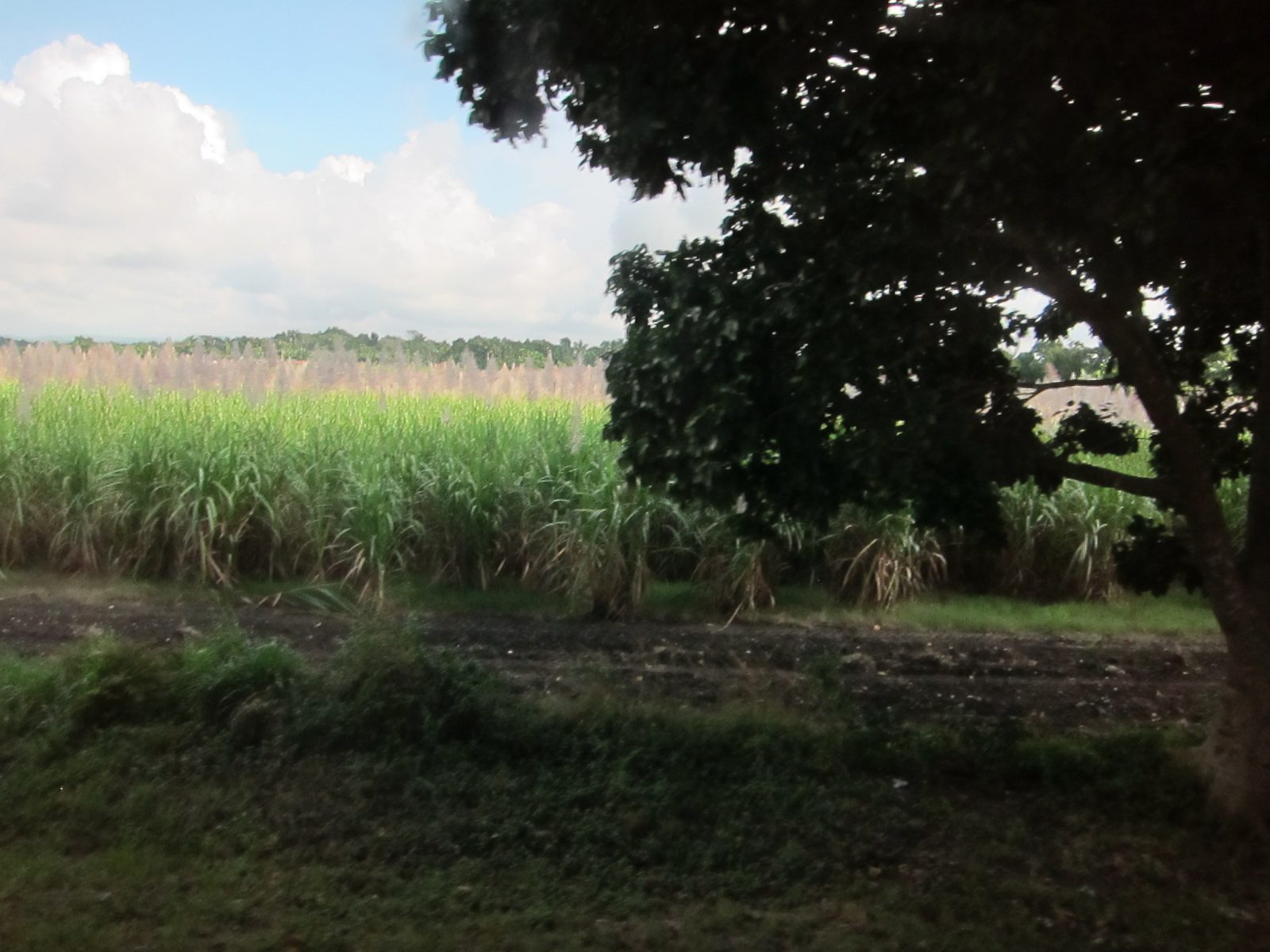 Sugar cane almost ripe for harvest ... note all the wispy fronds on the top.